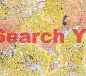 Yellow and orange lichen patterns