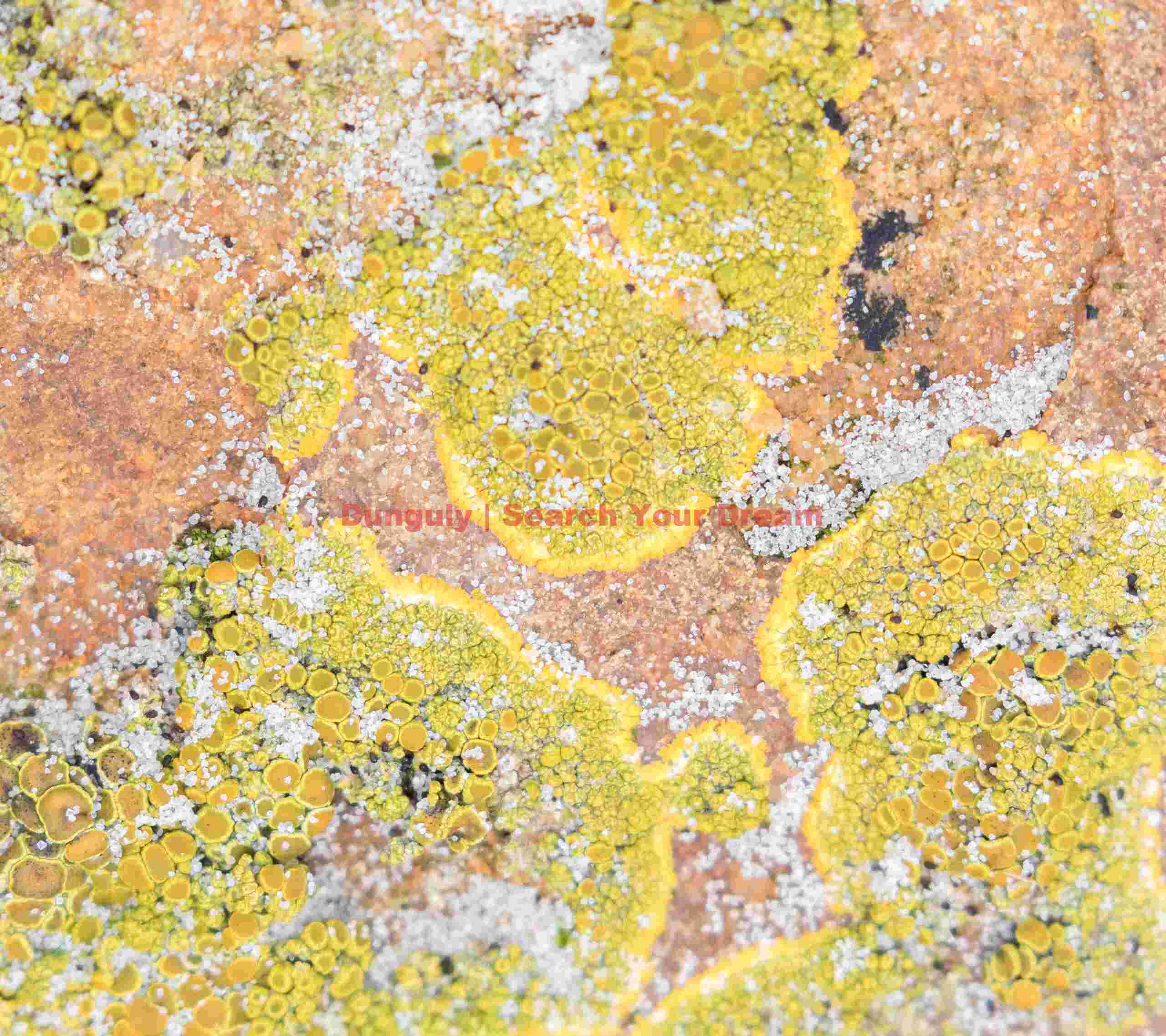 Yellow and orange lichen patterns; Saunders Island, Falkland Islands Yellow and orange lichen patterns