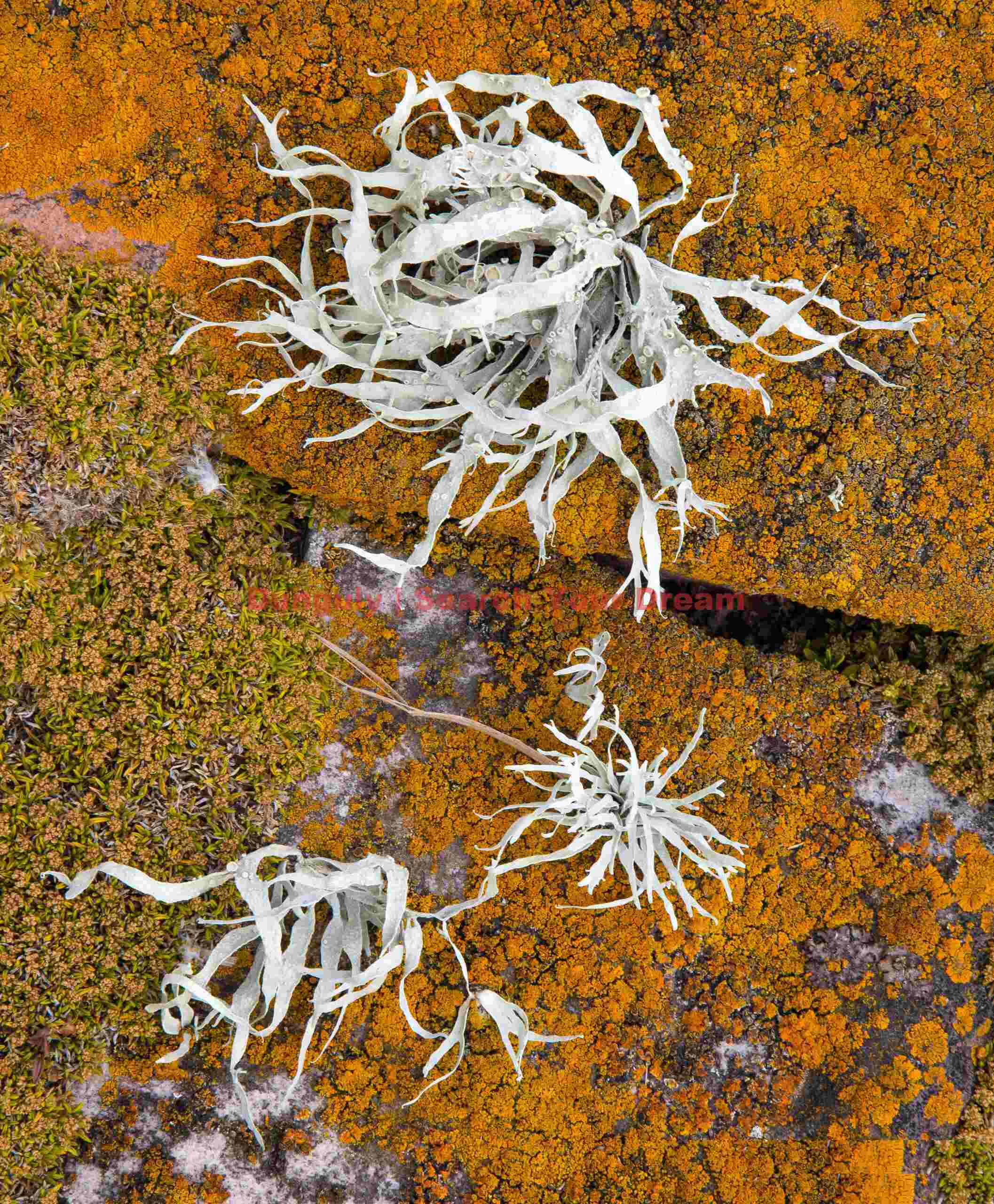 Yellow lichen and fractal white plant; Steeple Jason, Falkland Islands Yellow lichen and fractal white plant