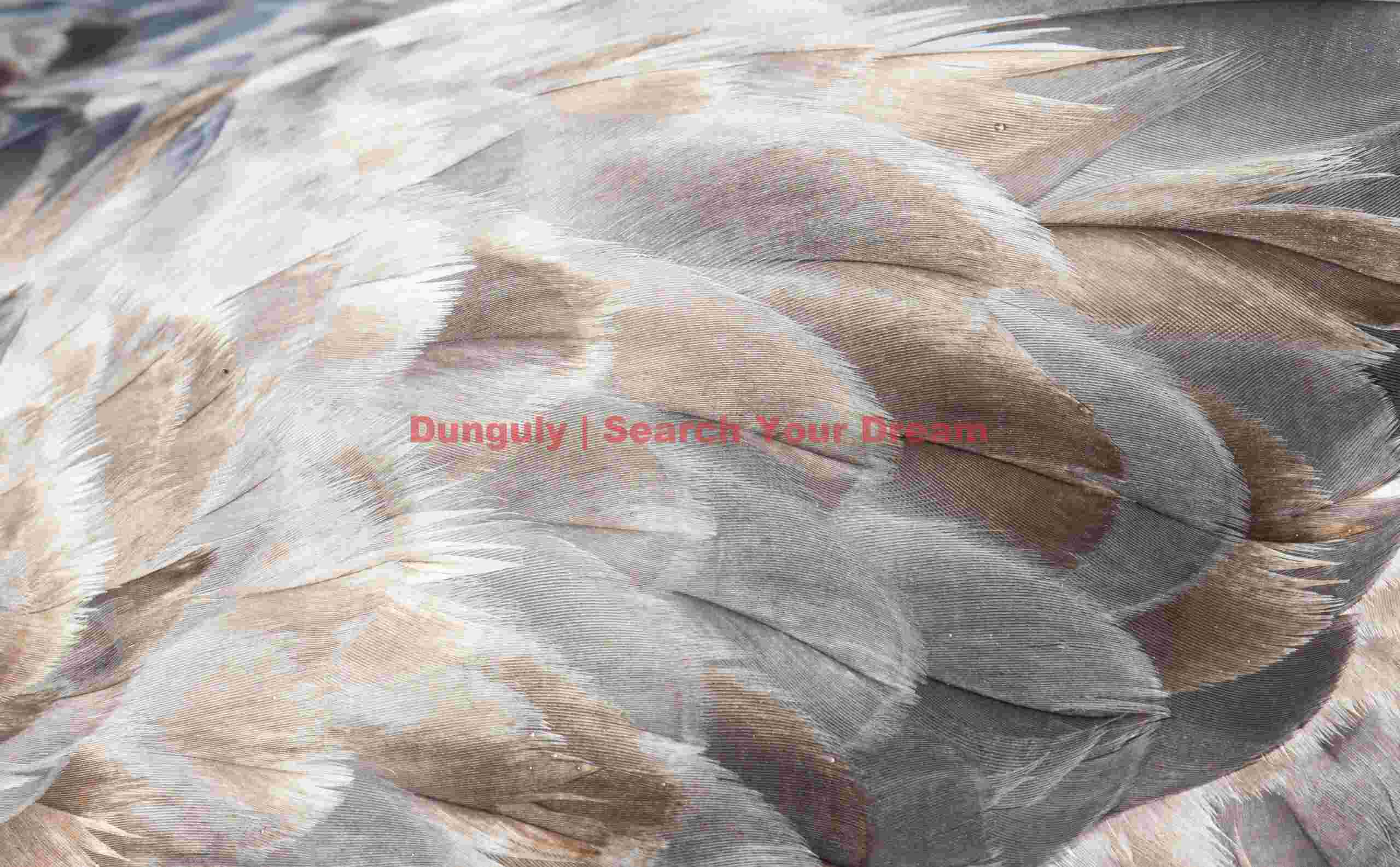 Giant petrel feather close-up; Saint Andrews Bay, South Georgia Giant petrel feather close-up