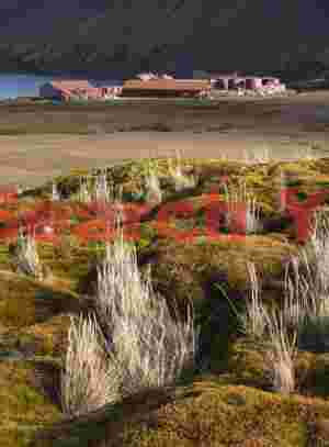 Grass tufts and Stromness whaling station