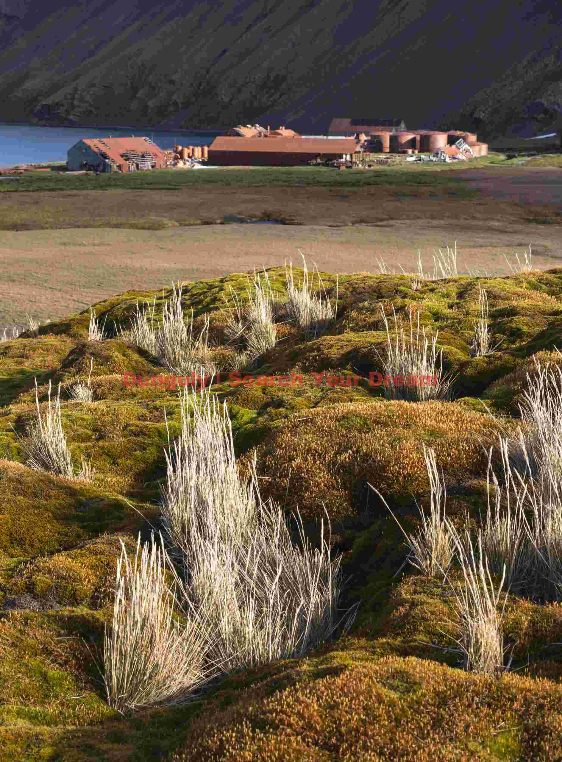 Grass tufts and Stromness whaling station; South Georgia Grass tufts and Stromness whaling station