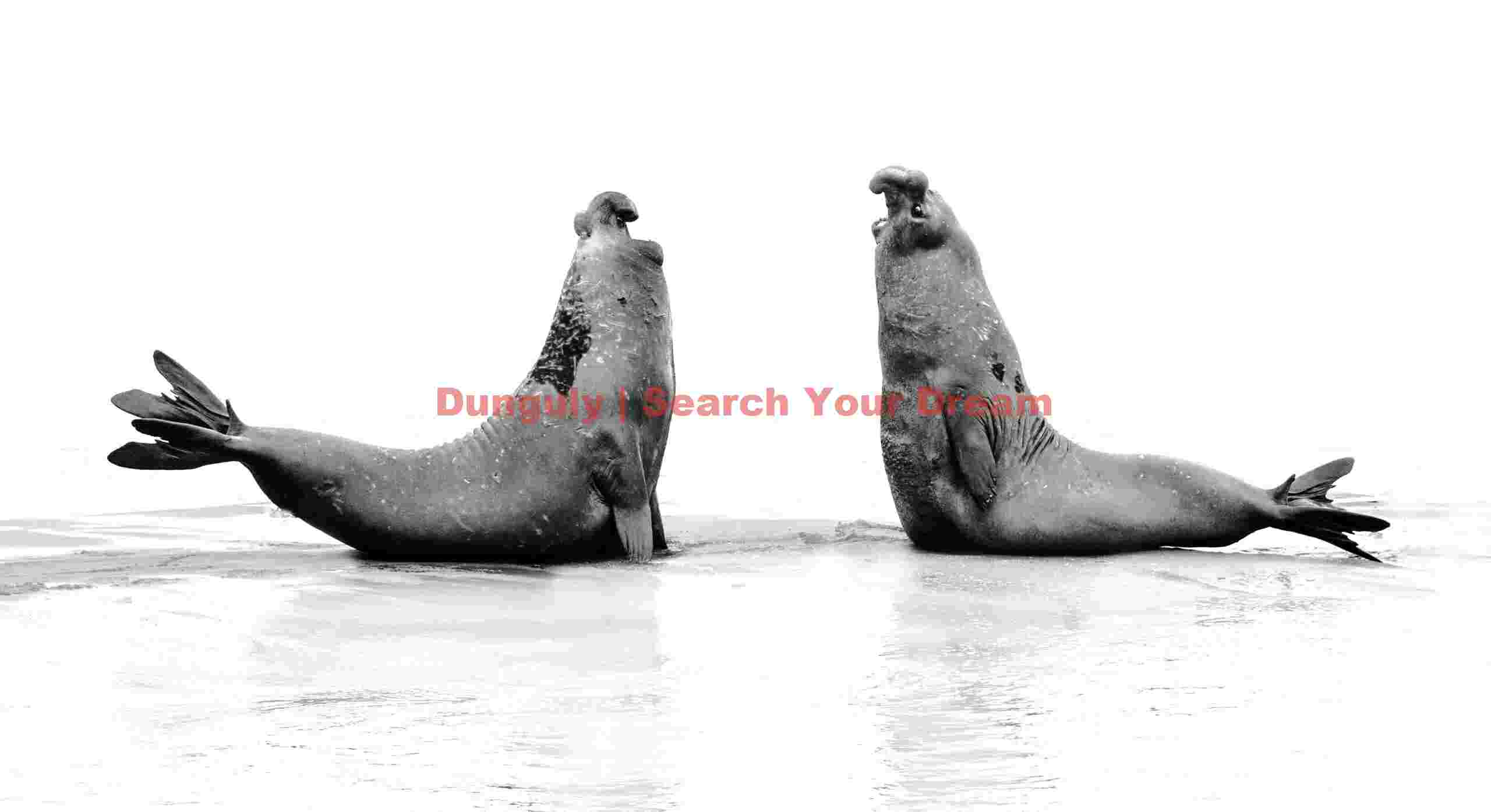 Jousting elephant seal bulls with hightone background; Saint Andrews Bay, South Georgia Jousting elephant seal bulls with hightone background