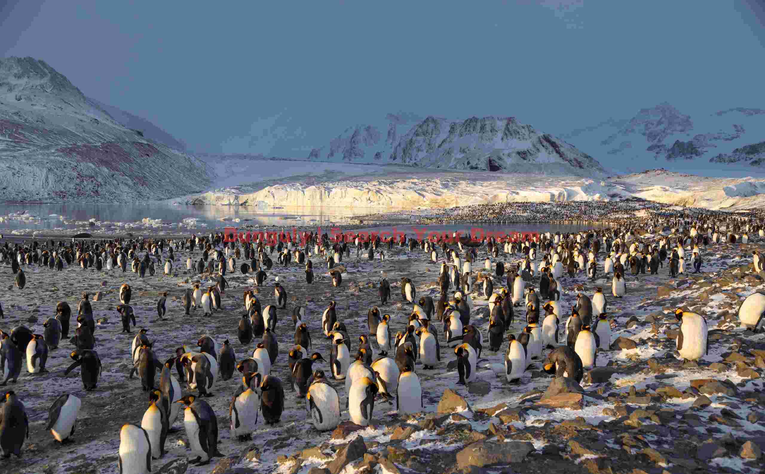 King penguins and glacier; Saint Andrews Bay, South Georgia King penguins and glacier