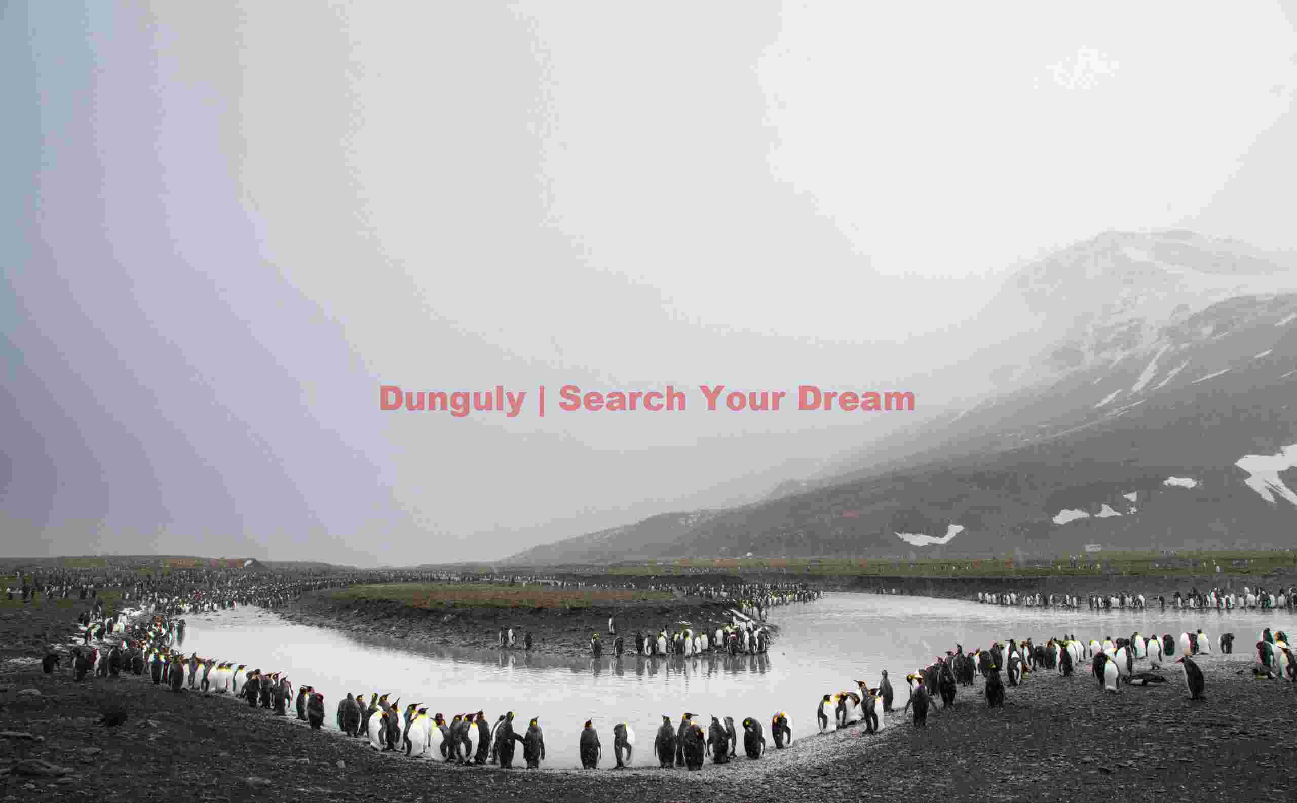 King penguins around a curve; Saint Andrews Bay, South Georgia King penguins around a curve
