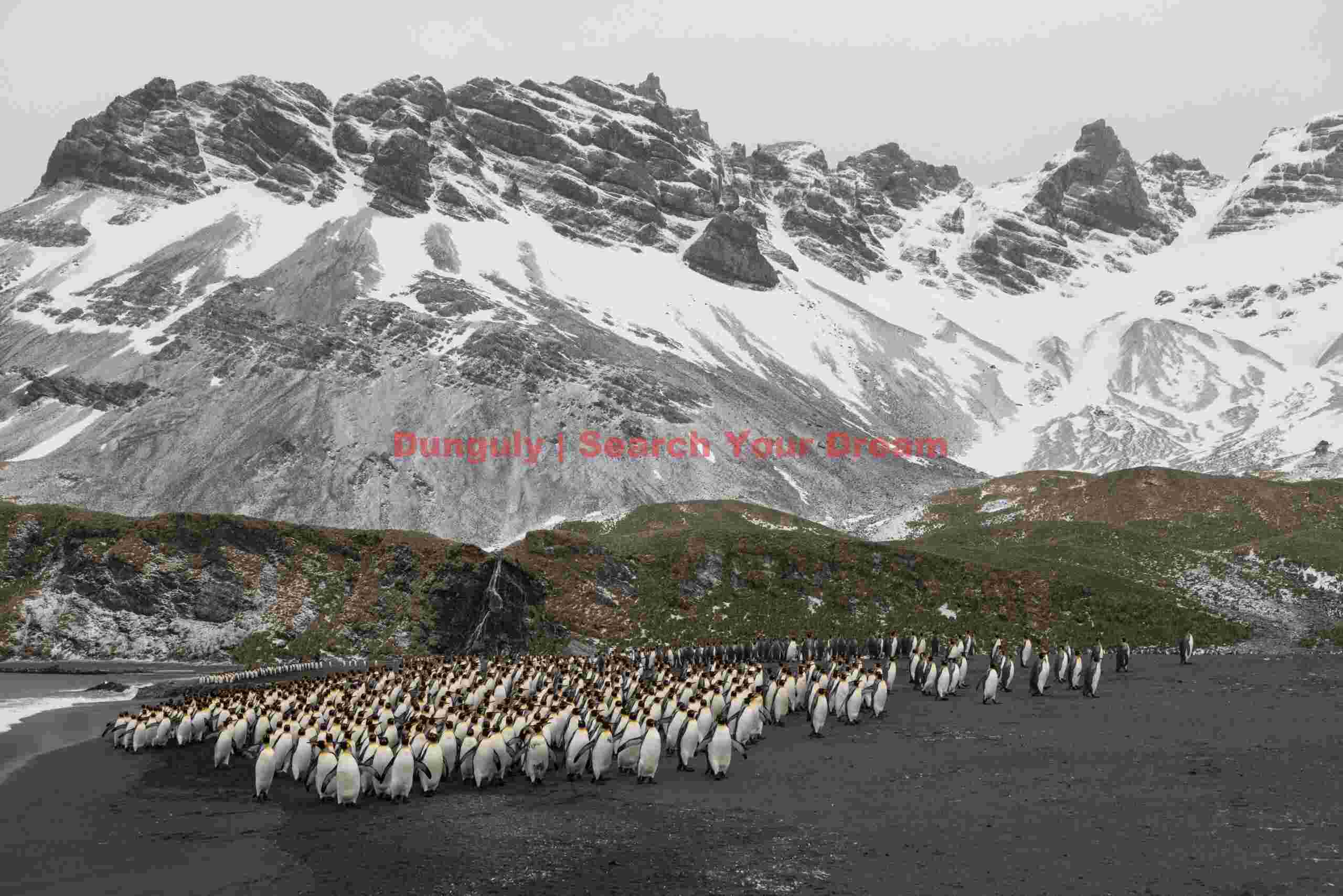 King penguins by the waterfall; Right Whale Bay, South Georgia King penguins by the waterfall