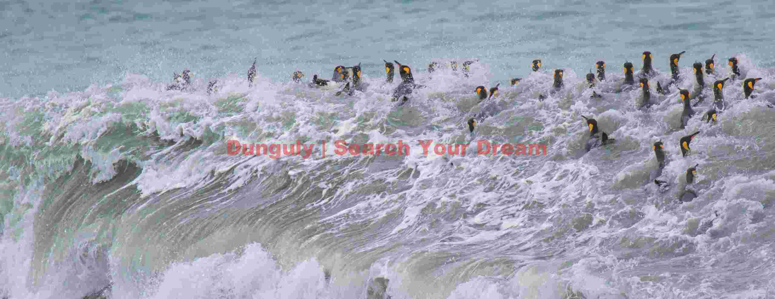 King penguins in surf #2; Saint Andrews Bay, South Georgia King penguins in surf #2