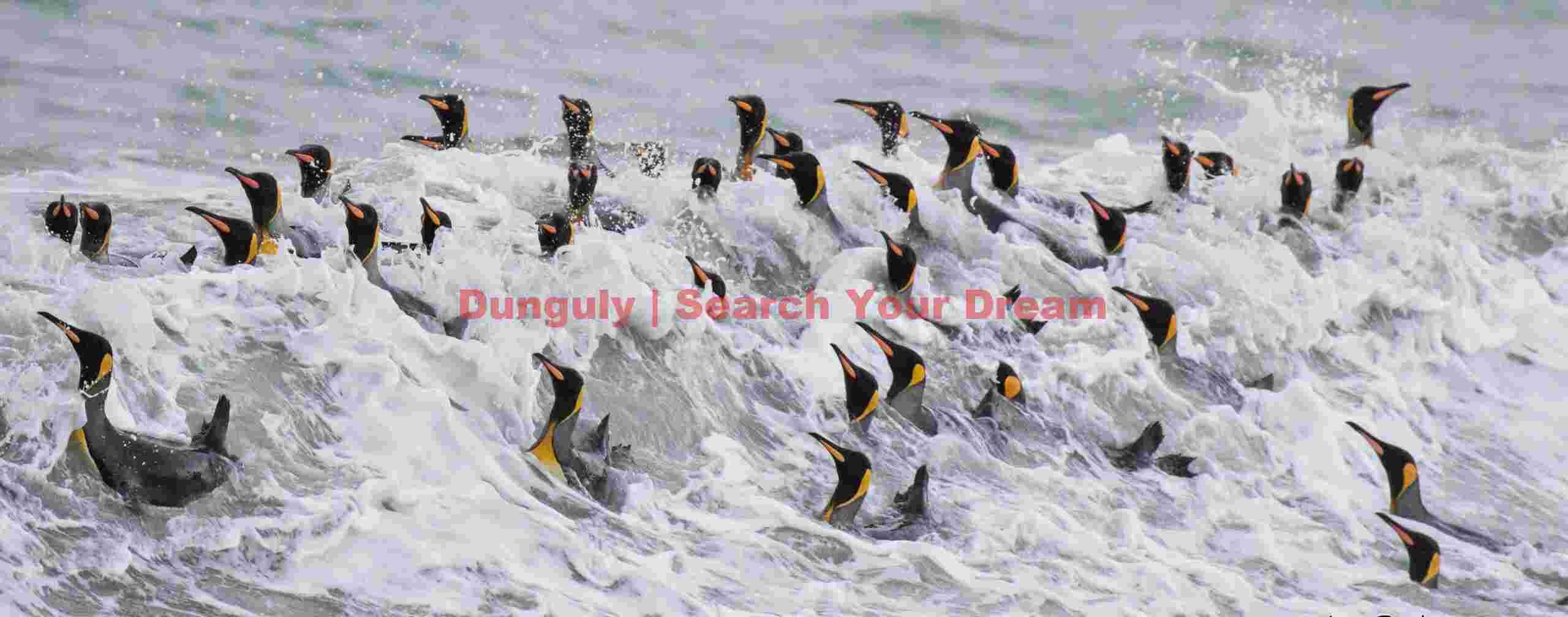 King penguins in surf #3; Saint Andrews Bay, South Georgia King penguins in surf #3