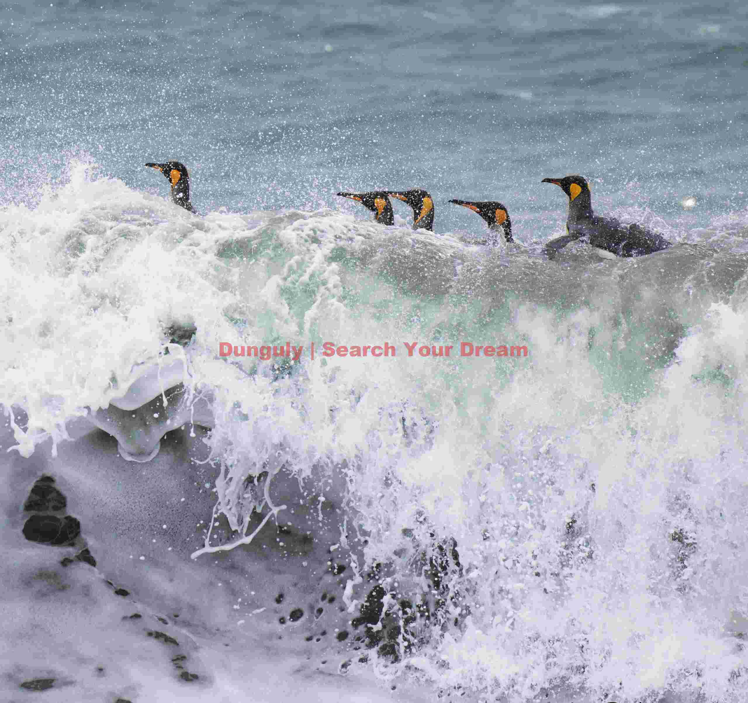 King penguins in surf spray#2; Saint Andrews Bay, South Georgia One of 'Penguin Tom's' penguin cameras