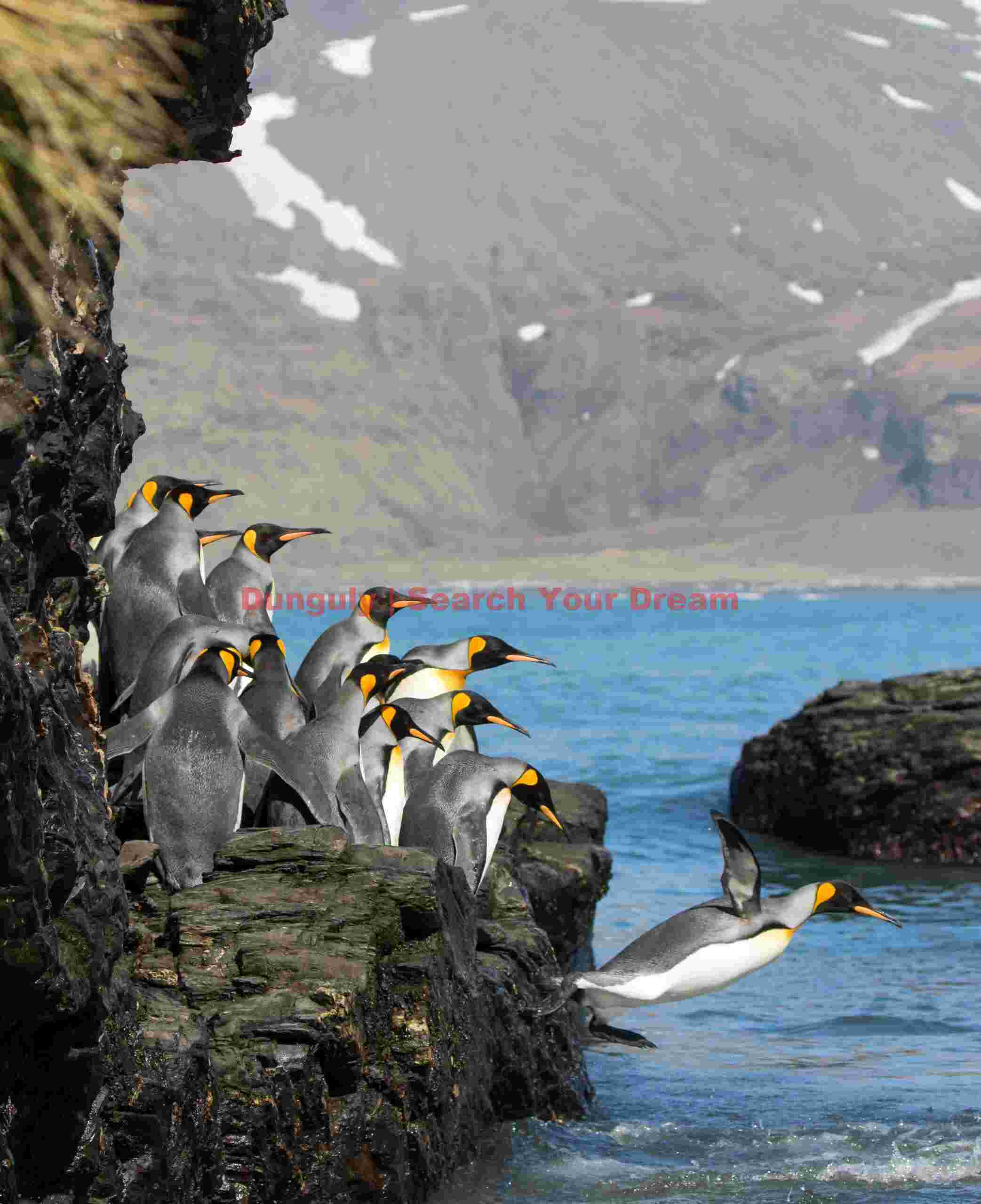 King penguins leaping from an alcove; Saint Andrews Bay, South Georgia Orange tanks with mountain backdrop
