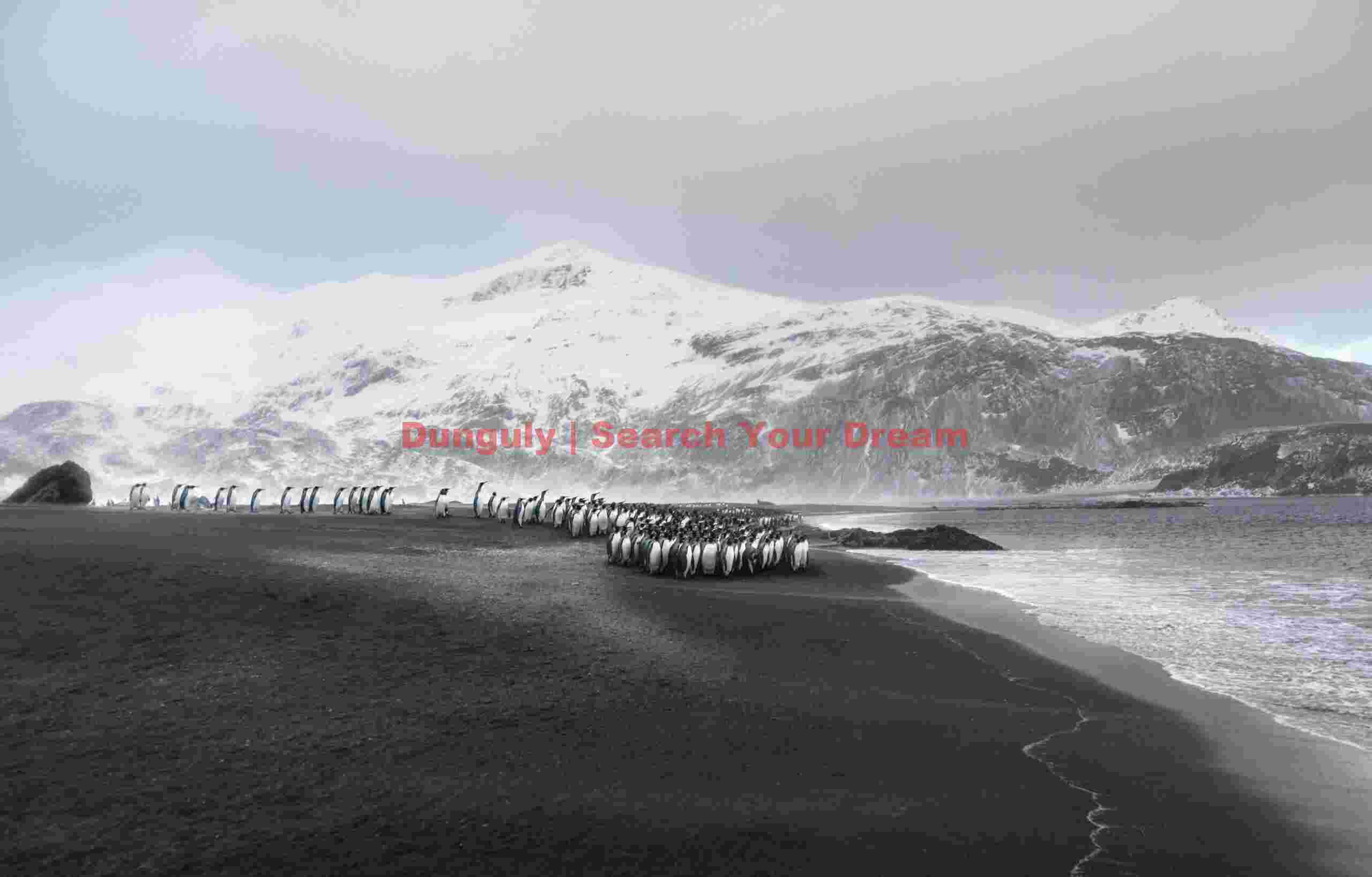 King penguins lost in the landscape; Right Whale Bay, South Georgia Overview of penguin highways across the marsh