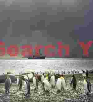 King penguins on beach under foreboding sky