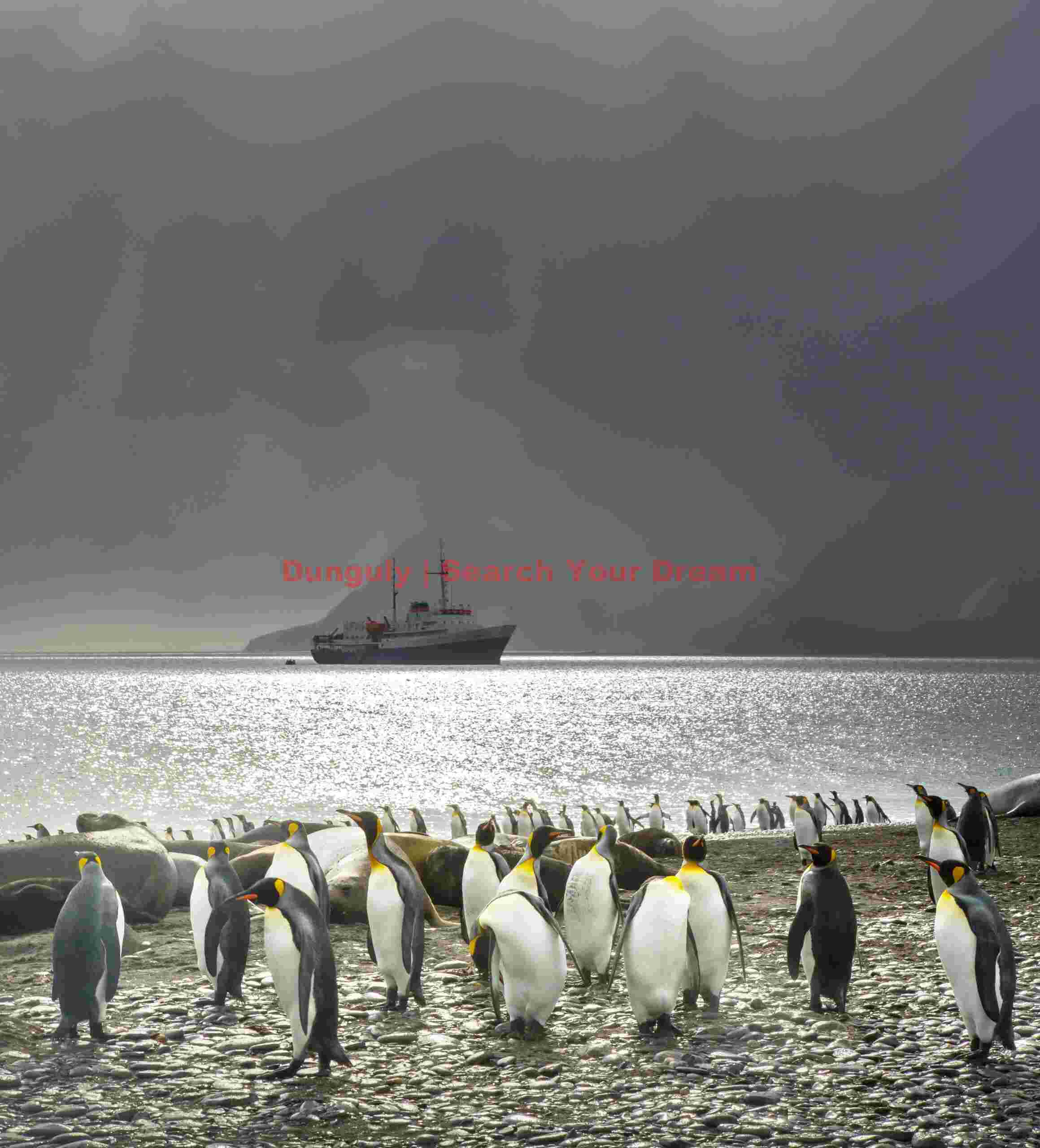 King penguins on beach under foreboding sky; South Georgia King penguins on beach under foreboding sky