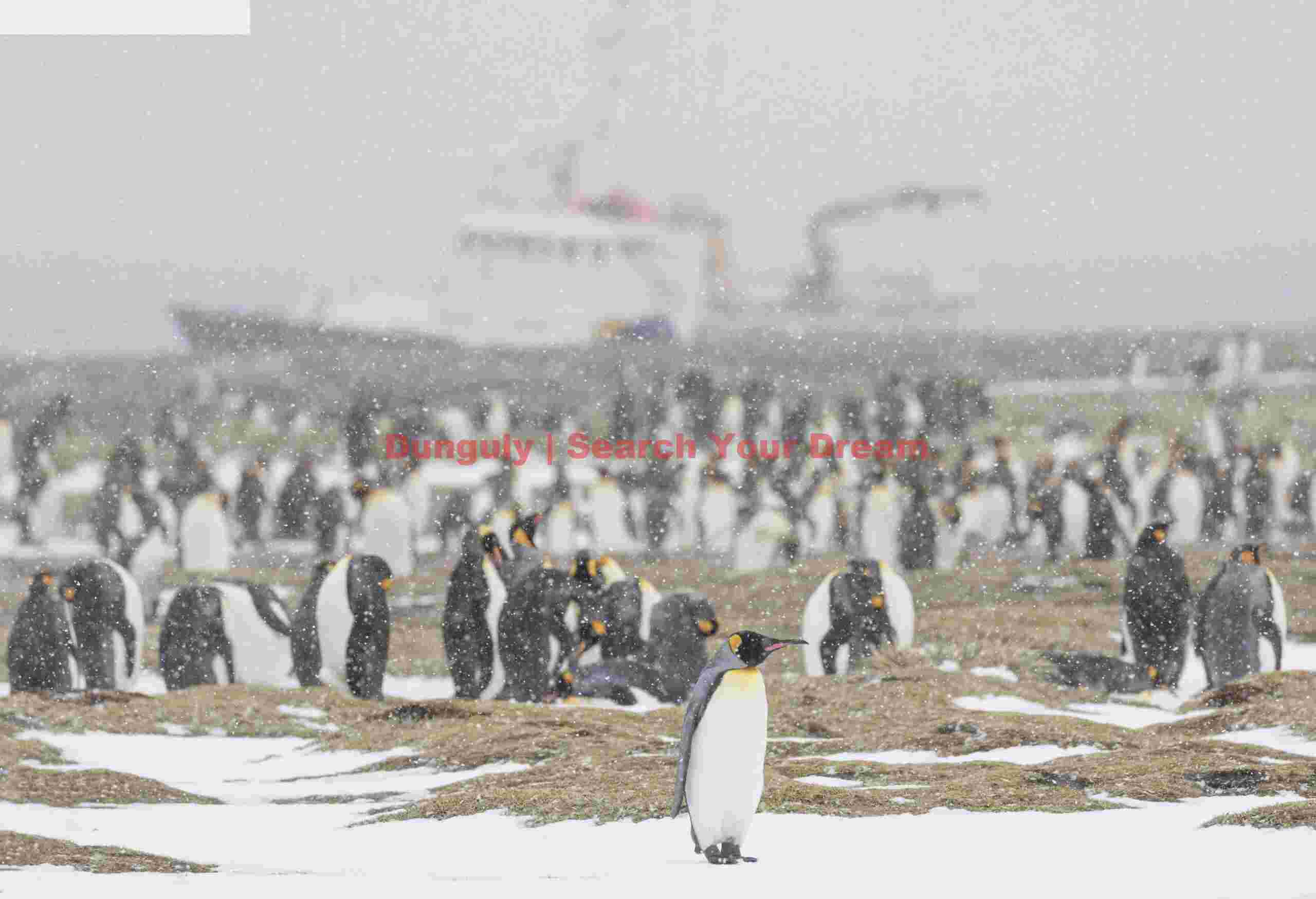 King penguins with the Hans Hansson barely visible through falling snow #2; Salisbury Plain, South Georgia King penguins with the Hans Hansson barely visible through falling snow #2