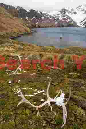Last of the reindeer