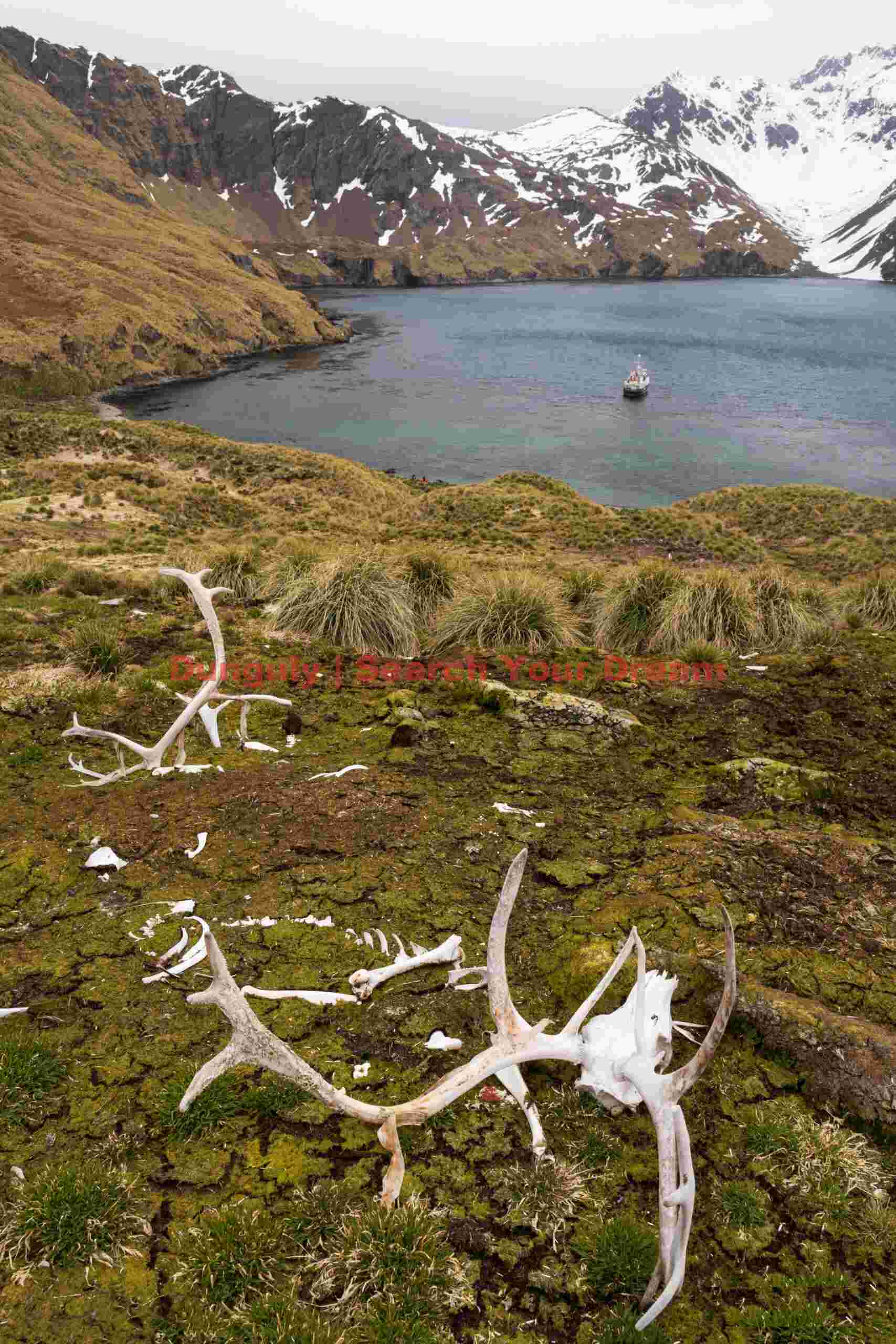 Last of the reindeer; Godthul, South Georgia Last of the reindeer