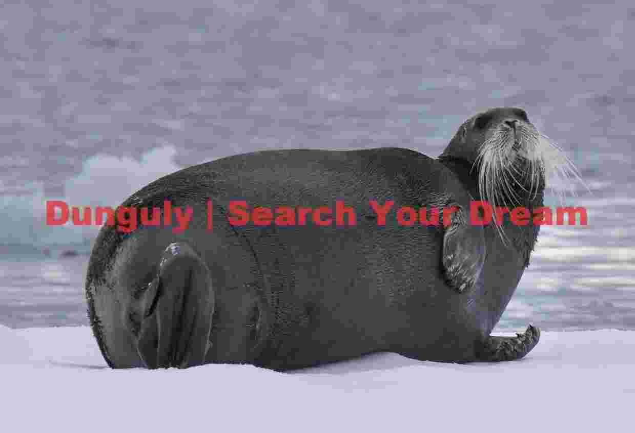 Arctic Majesty: Serene Bearded Seal on Ice Floe Arctic Majesty: Serene Bearded Seal on Ice Floe