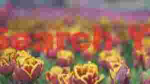 sunset 2092