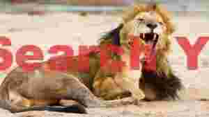 a fathers roar male lion and cub