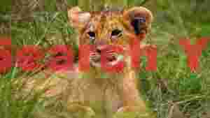 adorable lion cub resting in green grass