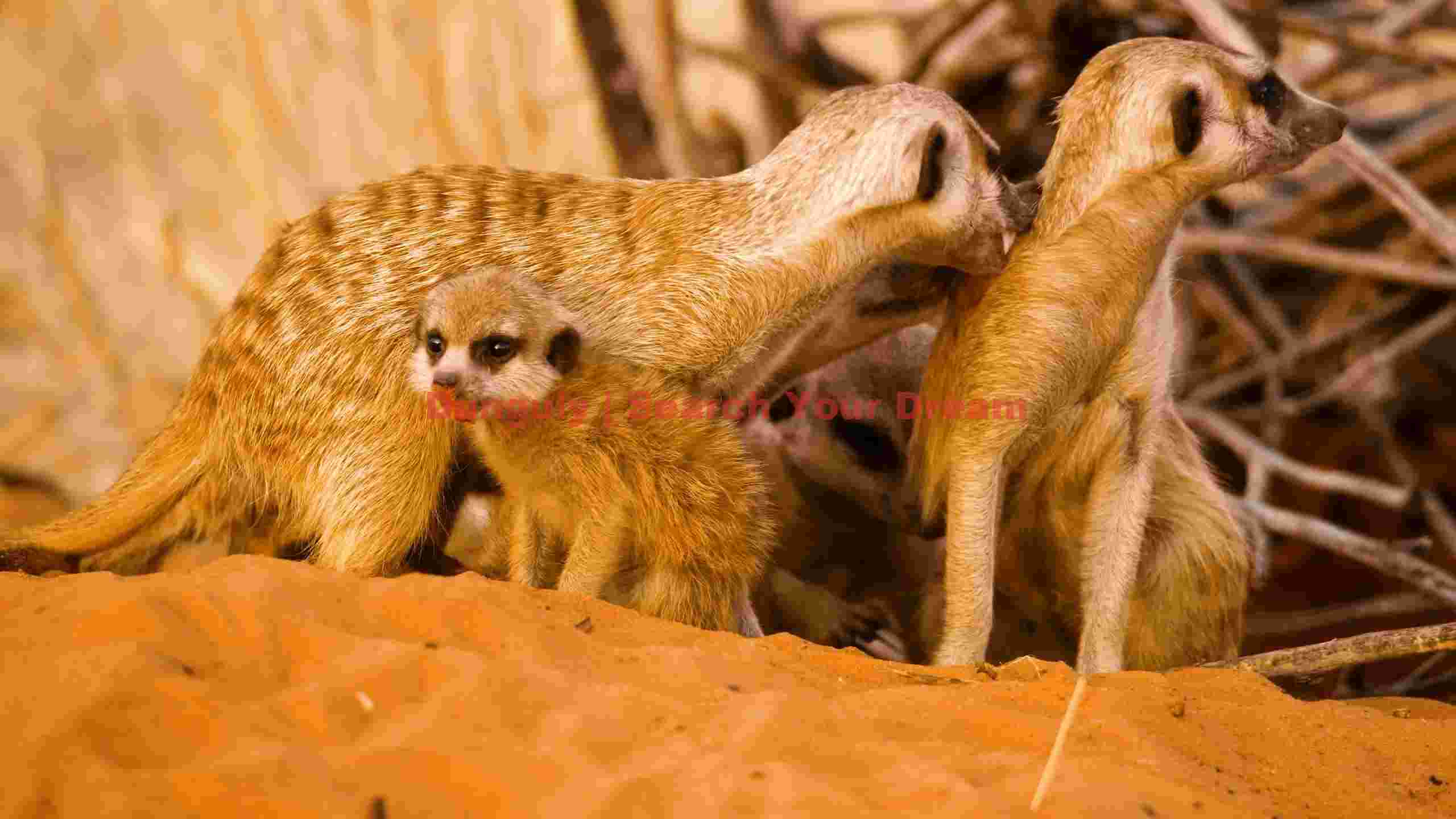 adorable meerkat family in desert sand adorable meerkat family in desert sand
