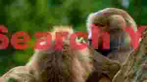 affectionate baboon grooming moment