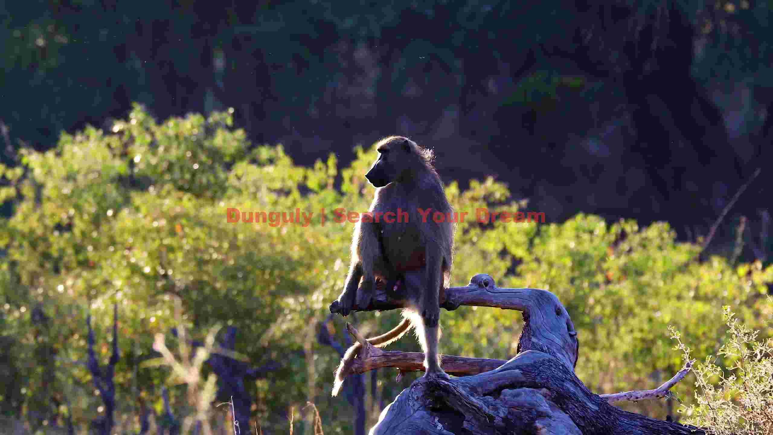 african baboon basking in golden light african baboon basking in golden light