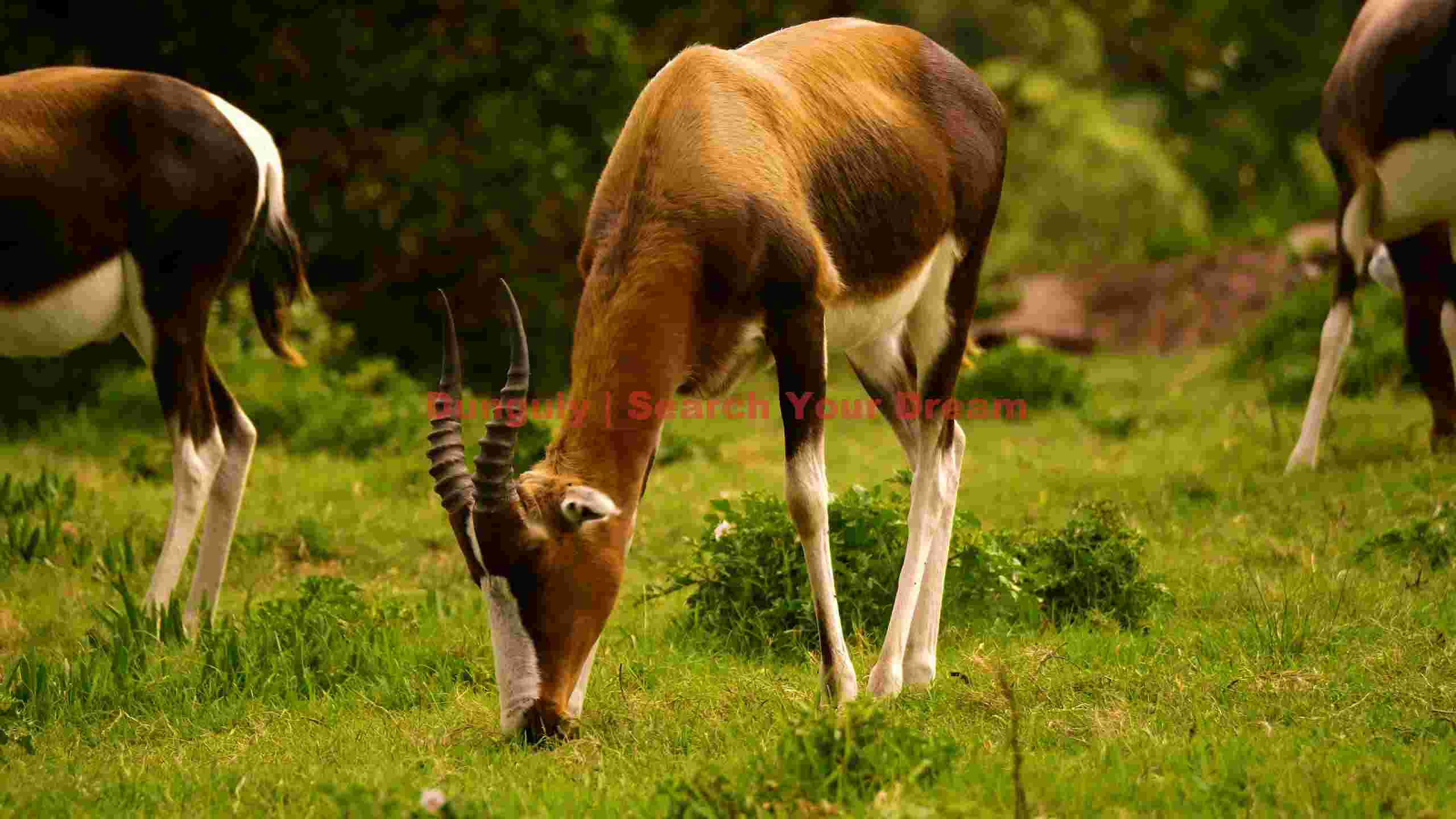african blesbok antelope grazing african blesbok antelope grazing