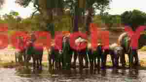 african elephant herd drinking by the river