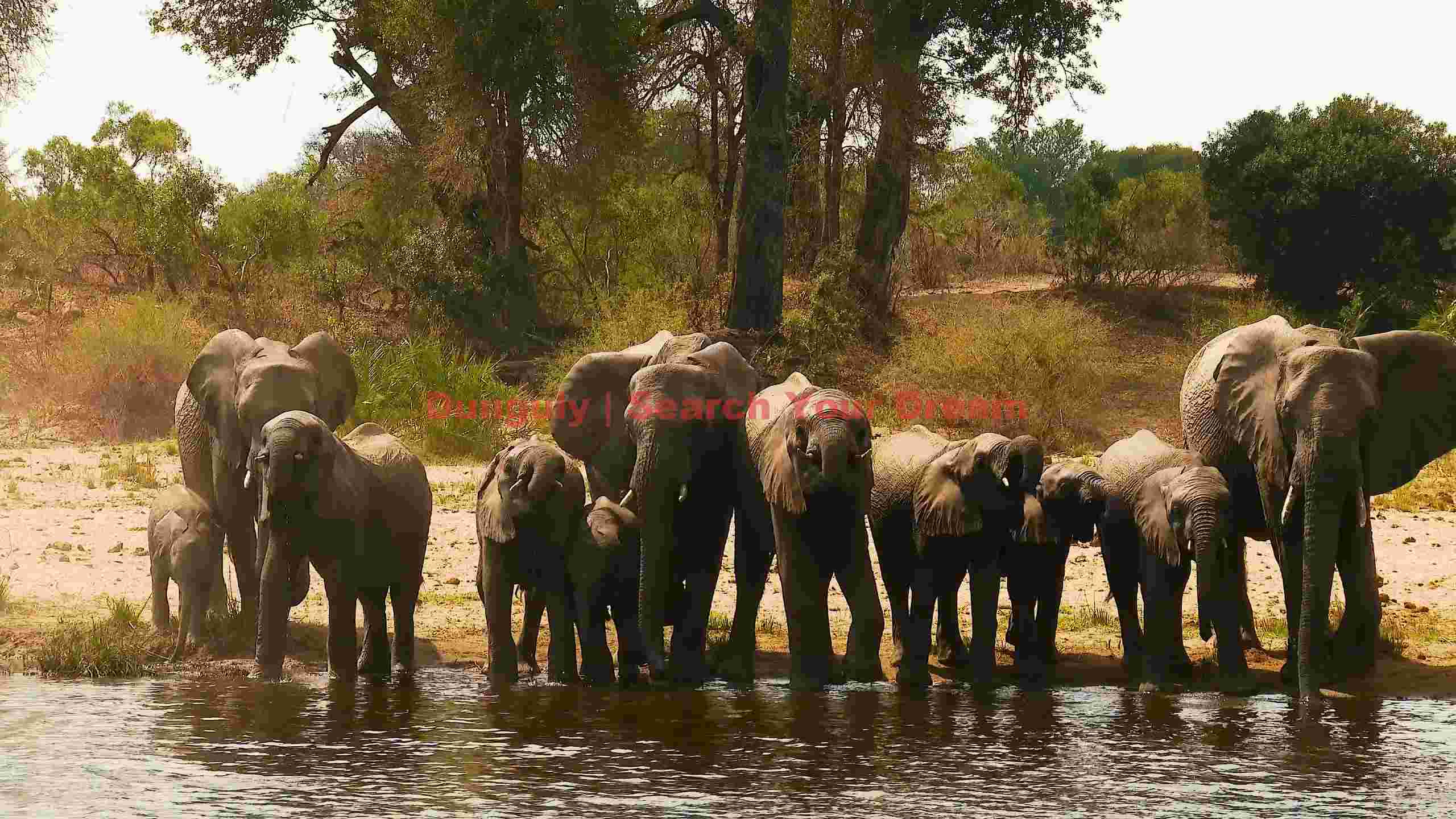 african elephant herd drinking by the river african elephant herd drinking by the river