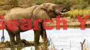 african elephant quenches thirst in tranquil waters