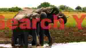 african elephants quenching thirst