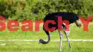 african ostrich foraging in sunlit grasslands