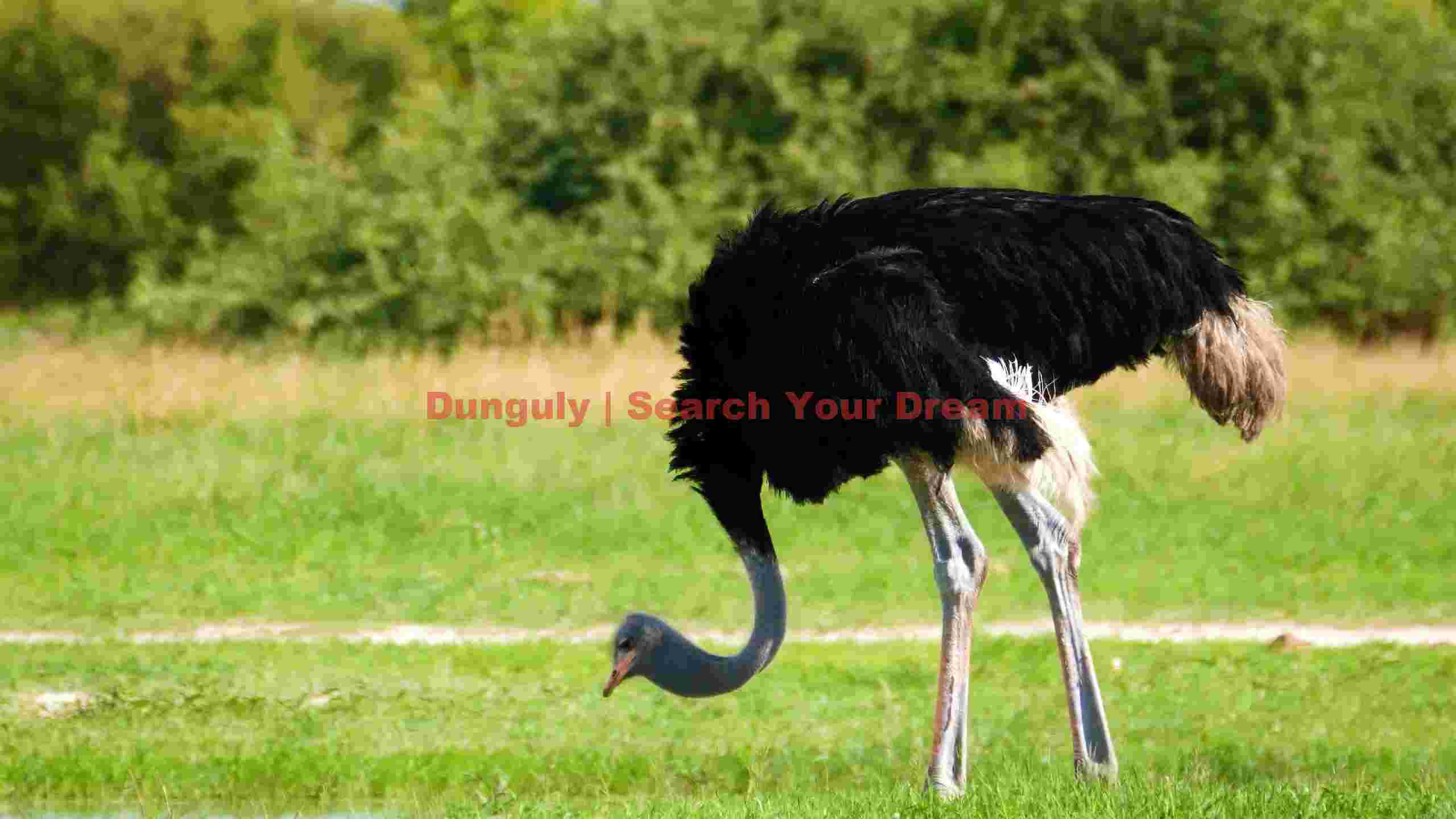 african ostrich foraging in sunlit grasslands african ostrich foraging in sunlit grasslands