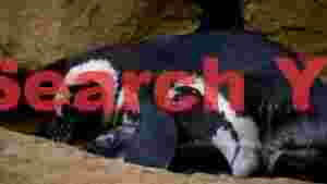african penguin pair in rocky nest
