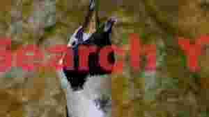 african penguins upward call