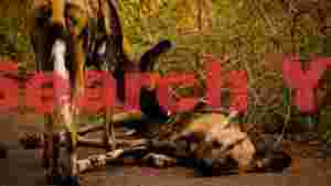 african wild dogs a bond in the wild