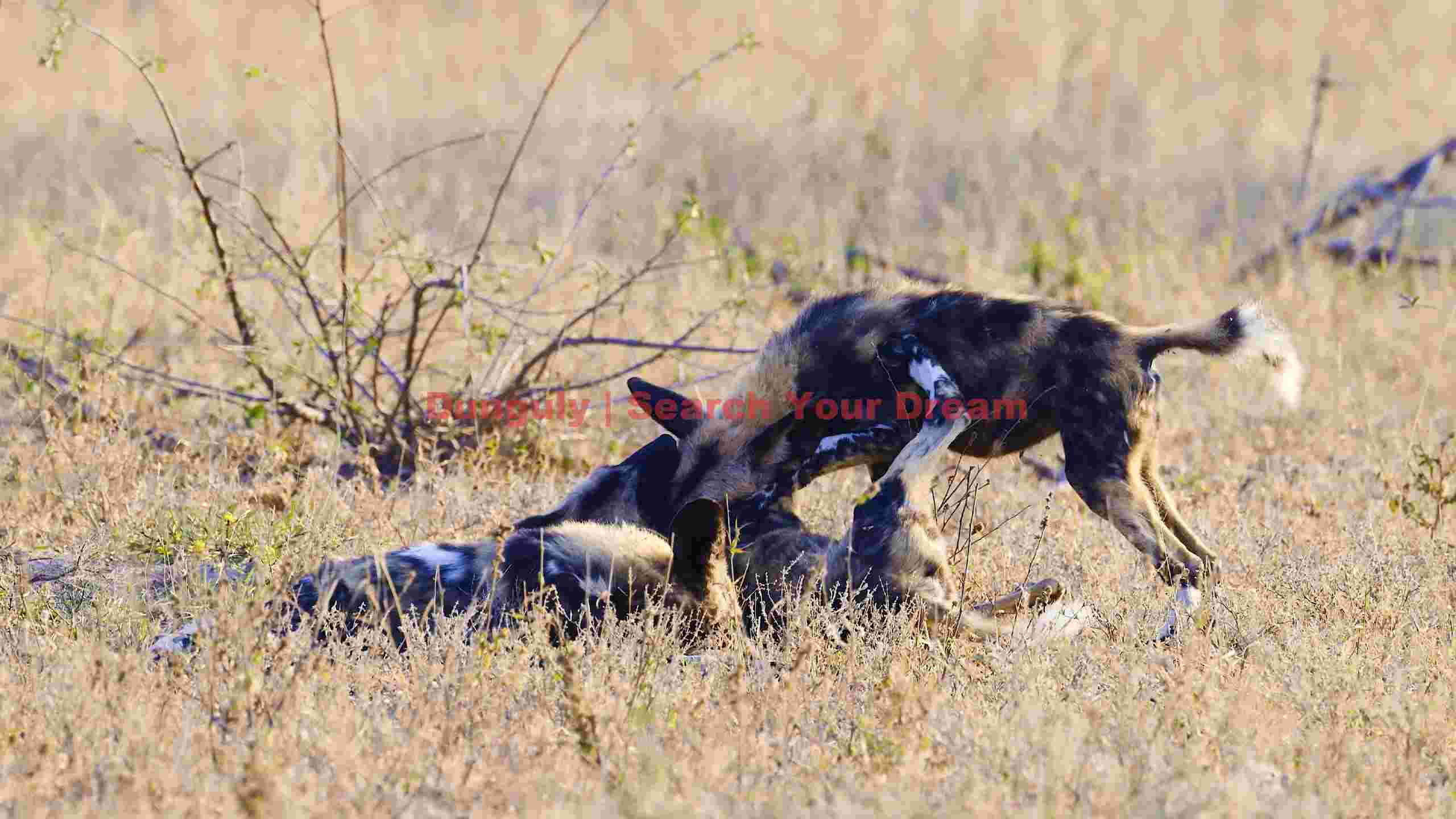 african wild dogs playtime in the savanna african wild dogs playtime in the savanna