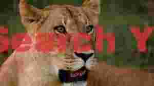 alert lioness in the wild