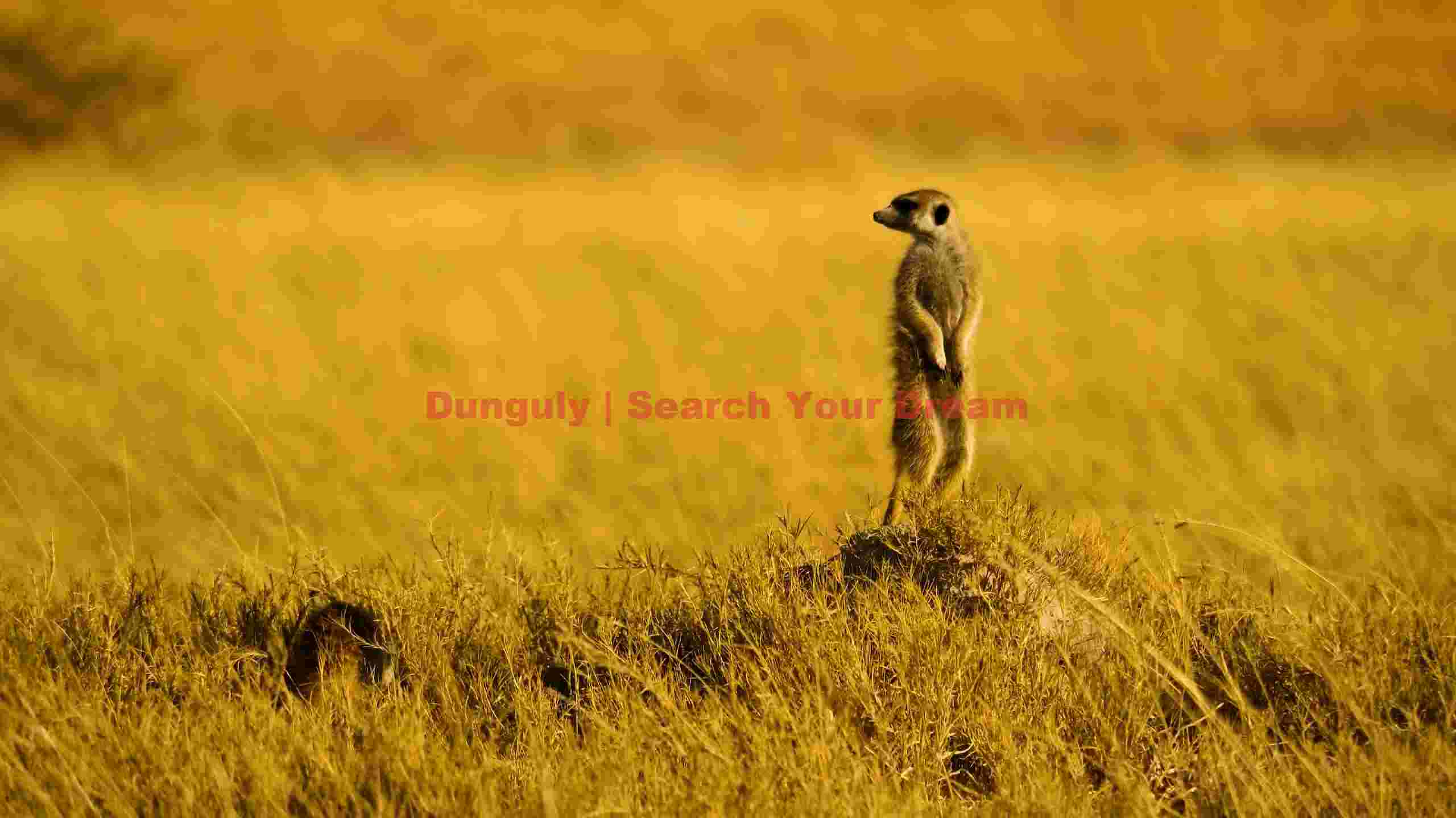 alert meerkat sentinel in golden savannah alert meerkat sentinel in golden savannah