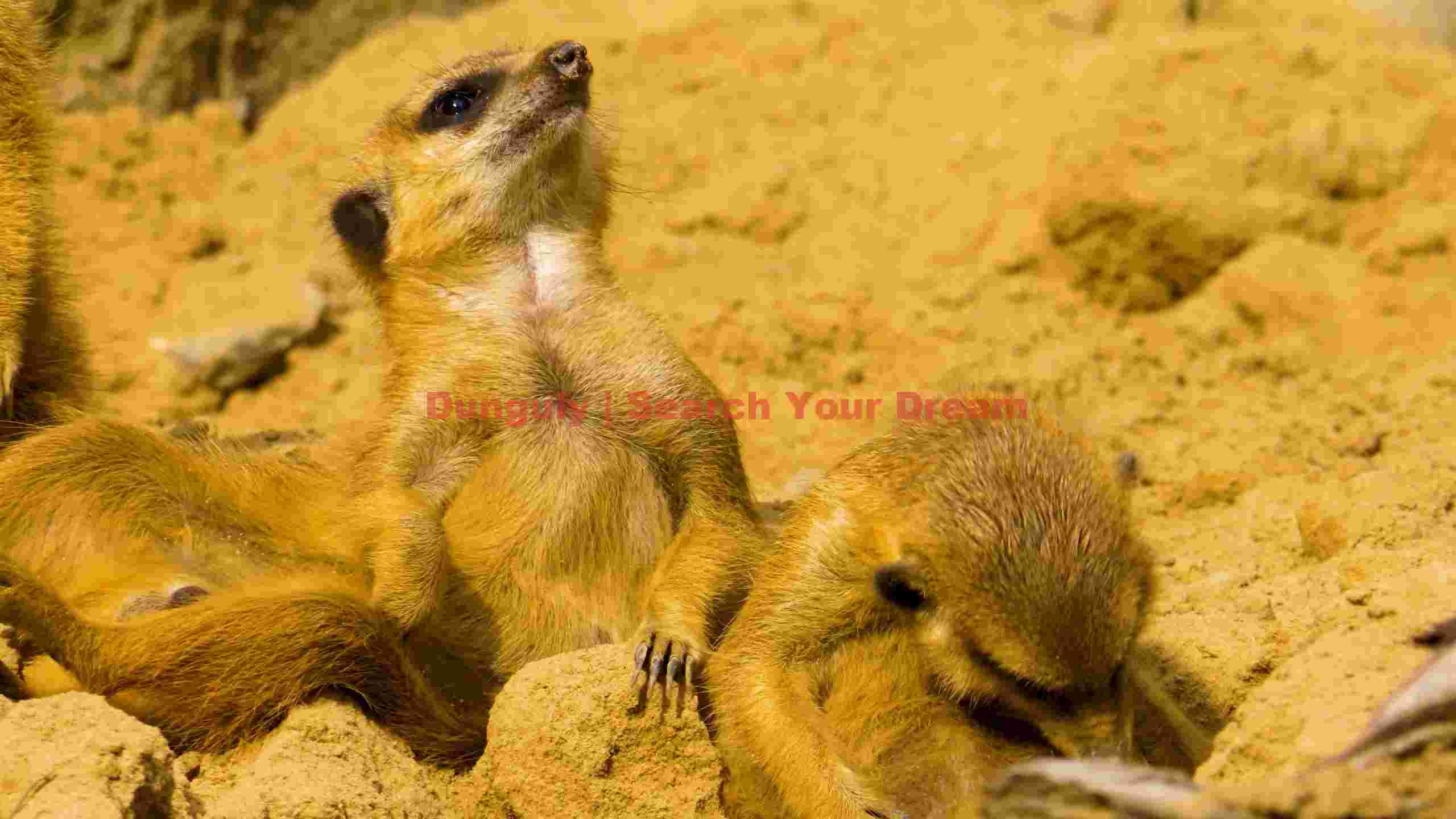 alert meerkat sentry and family in golden sand alert meerkat sentry and family in golden sand