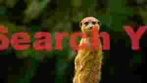 alert meerkat sentry in green foliage