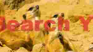 alert meerkats standing watch