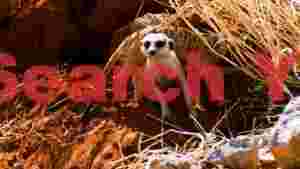 alert meerkats in arid habitat