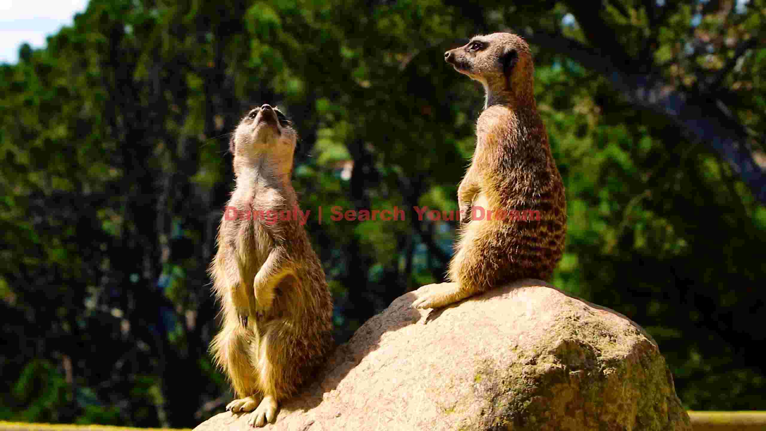 alert meerkats on sentry duty alert meerkats on sentry duty