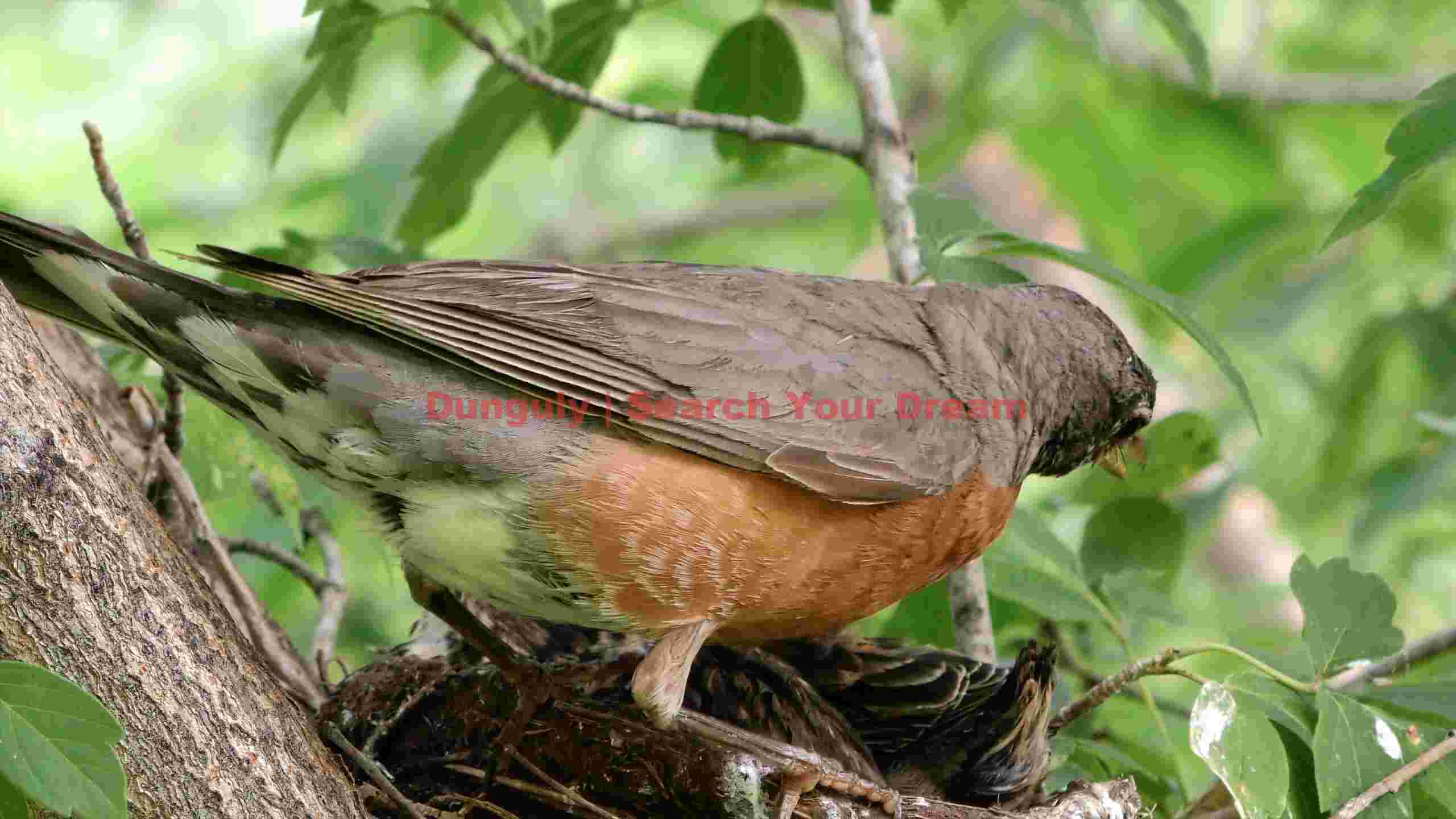 american robin feeding nestlings in verdant nest american robin feeding nestlings in verdant nest