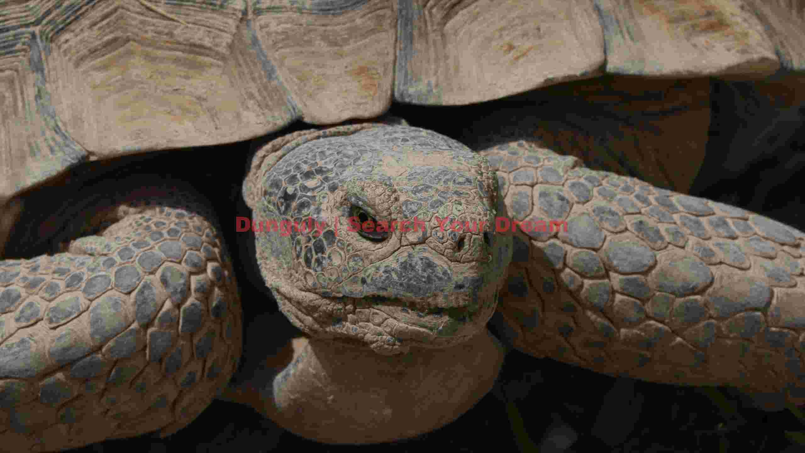 ancient gaze of the sulcata tortoise ancient gaze of the sulcata tortoise