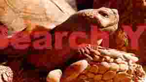 ancient soul sun kissed tortoise portrait