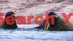 arctic giants walruses in coastal waters