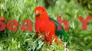 australian king parrot in lush green foliage